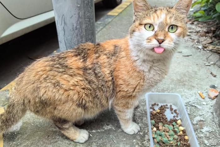 流浪猫的生活状态、流浪猫怎么生活方式