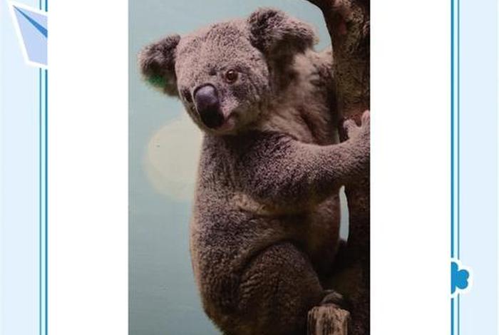 考拉生活在澳大利亚的哪里(考拉在澳大利亚的地位) 考拉生活在澳大利亚的哪里(考拉在澳大利亚的地位)