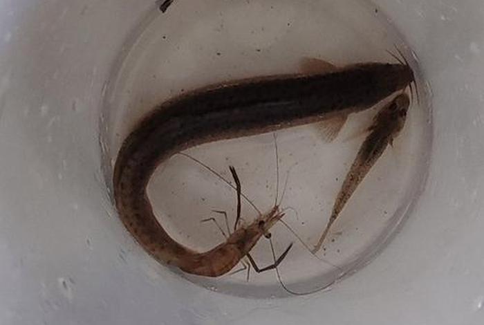 泥鳅生活在多深的水里(泥鳅在多深的水中生活) 泥鳅生活在多深的水里(泥鳅在多深的水中生活)