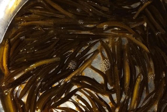 泥鳅生活在哪里的(泥鳅生活在哪里的地方) 泥鳅生活在哪里的(泥鳅生活在哪里的地方)