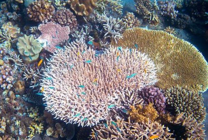 珊瑚生活的年代,珊瑚生活的年代是什么 珊瑚生活的年代,珊瑚生活的年代是什么