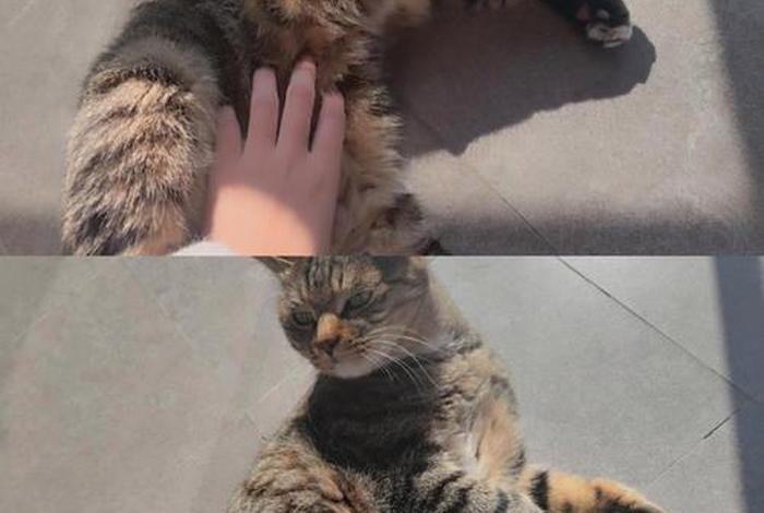 爱猫生活小组创始人;爱猫生活组邪教 爱猫生活小组创始人;爱猫生活组邪教