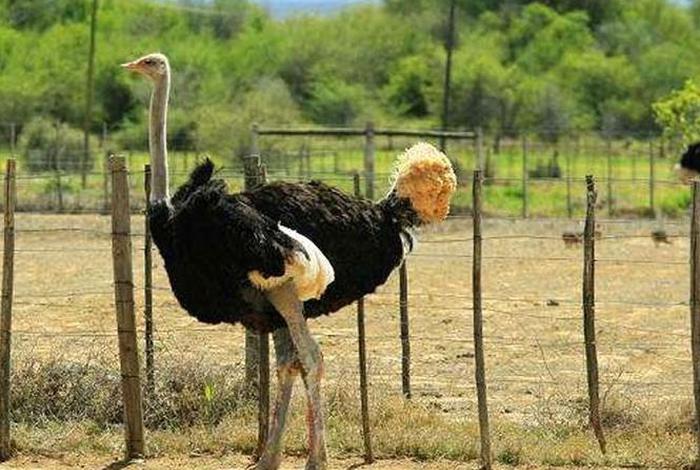 鸵鸟生活在多少温度适合(鸵鸟生存环境气温20以下可以吗?) 鸵鸟生活在多少温度适合(鸵鸟生存环境气温20以下可以吗?)