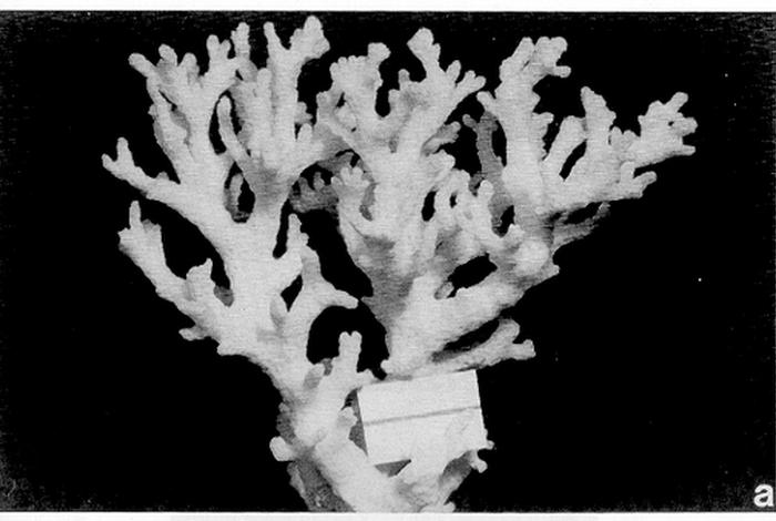 珊瑚生活的年代,珊瑚生活的年代是什么 珊瑚生活的年代,珊瑚生活的年代是什么