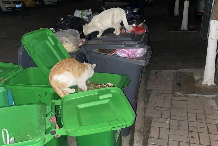 流浪猫的生活习性 - 流浪猫生活在怎样的环境里 流浪猫的生活习性 - 流浪猫生活在怎样的环境里