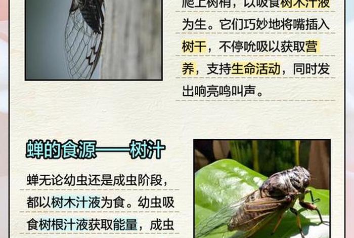 蝉的生活习性特点、蝉的生活特点是什么