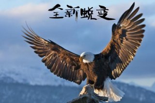 鹰的生活轨迹，鹰的一生所经历的过程