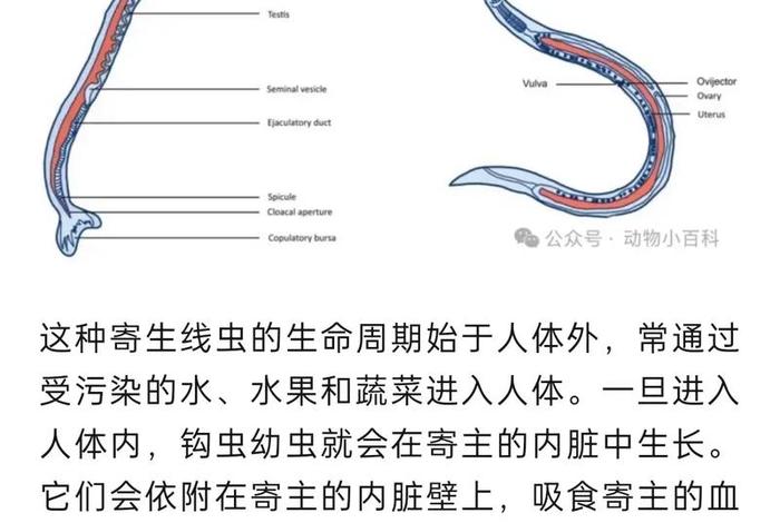 寄生生活概念;寄生生活概念解释 寄生生活概念;寄生生活概念解释