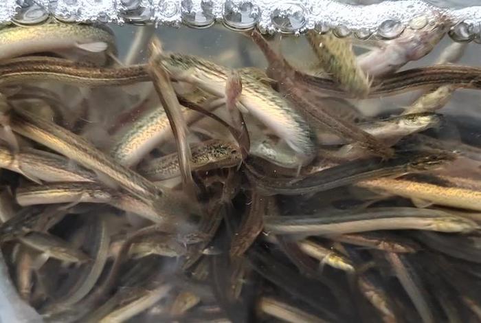 泥鳅生活视频;泥鳅游动的视频 泥鳅生活视频;泥鳅游动的视频