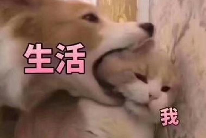 生活我表情包无字原图、生活 我 图片