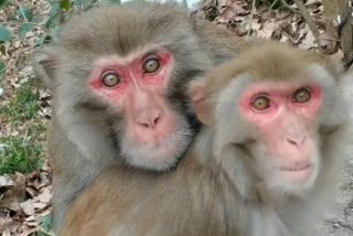 二人生猴子全程不盖被子免费观看 两个人生猴子