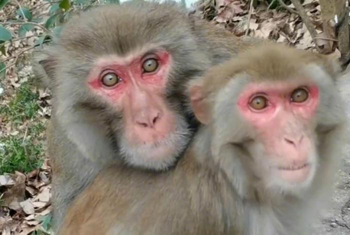 二人生猴子全程不盖被子免费观看 两个人生猴子 二人生猴子全程不盖被子免费观看 两个人生猴子