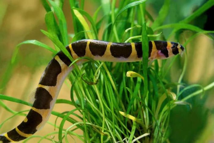 泥鳅生活水温,泥鳅饲养水温 泥鳅生活水温,泥鳅饲养水温