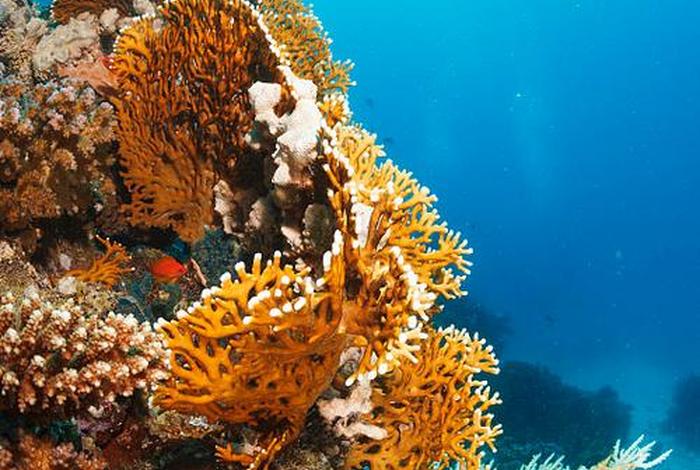 珊瑚生活的水深、珊瑚海水深 珊瑚生活的水深、珊瑚海水深