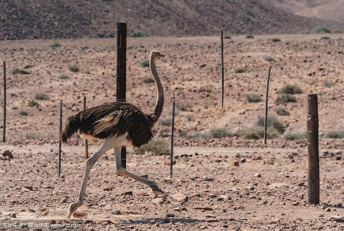 鸵鸟生活在沙漠还是草原；鸵鸟生活在干旱地区还是炎热地区