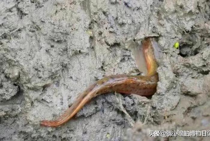 泥鳅生活在什么样的环境里 - 泥鳅一般生活在什么什么的土壤中 泥鳅生活在什么样的环境里 - 泥鳅一般生活在什么什么的土壤中