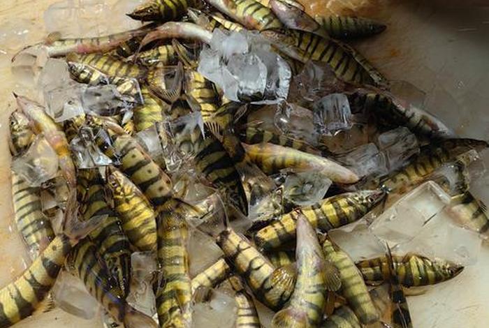 泥鳅生活在多深的水里(泥鳅在多深的水中生活) 泥鳅生活在多深的水里(泥鳅在多深的水中生活)