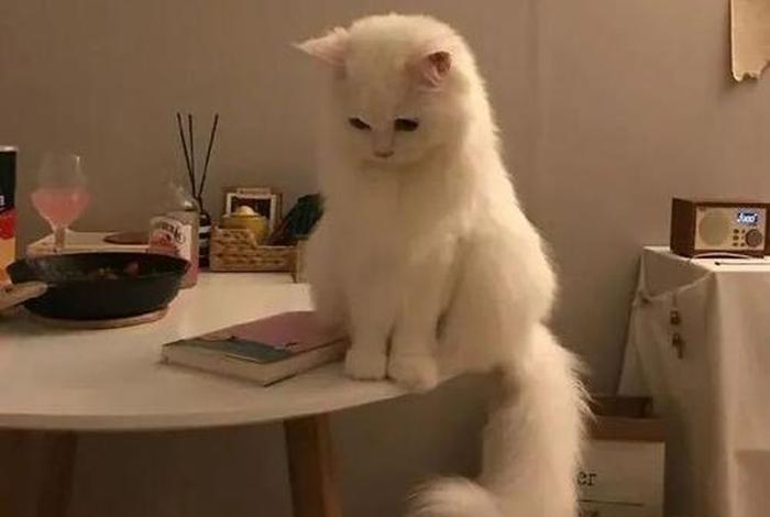 生活我表情包猫咪 - 生活我表情包原图不带字