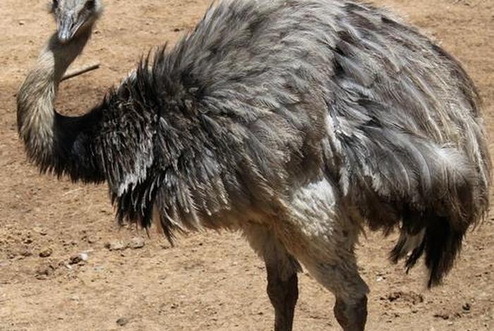 鸵鸟生活环境 - 鸵鸟生存的环境是什么 鸵鸟生活环境 - 鸵鸟生存的环境是什么