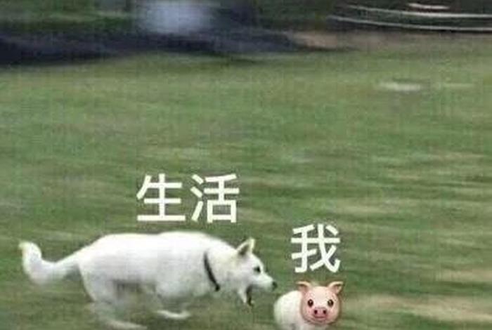 生活我表情包无字原图、生活 我 图片