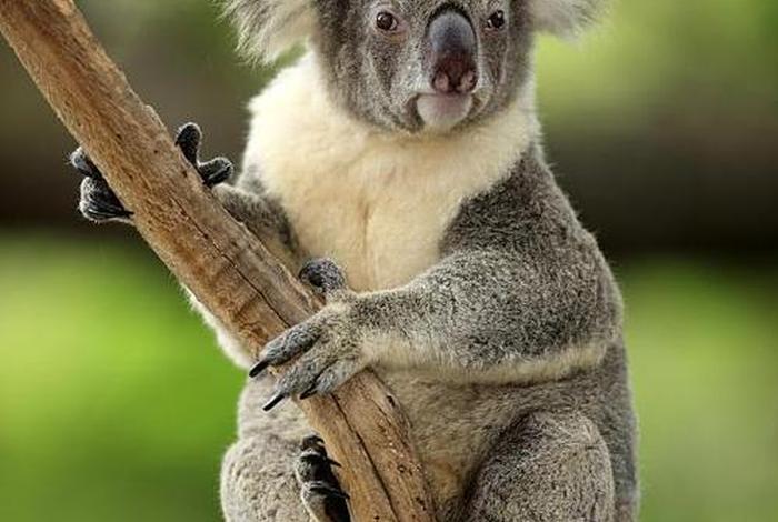 考拉生活在澳大利亚的哪里(考拉在澳大利亚的地位) 考拉生活在澳大利亚的哪里(考拉在澳大利亚的地位)