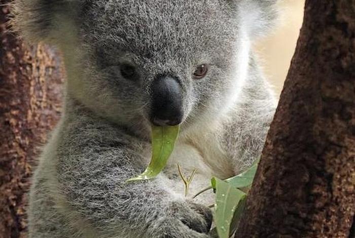 考拉生活习性,考拉的生活特征和生活方式 考拉生活习性,考拉的生活特征和生活方式