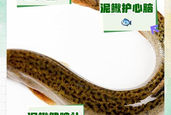 泥鳅生活习性和功效、泥鳅的特性 泥鳅生活习性和功效、泥鳅的特性