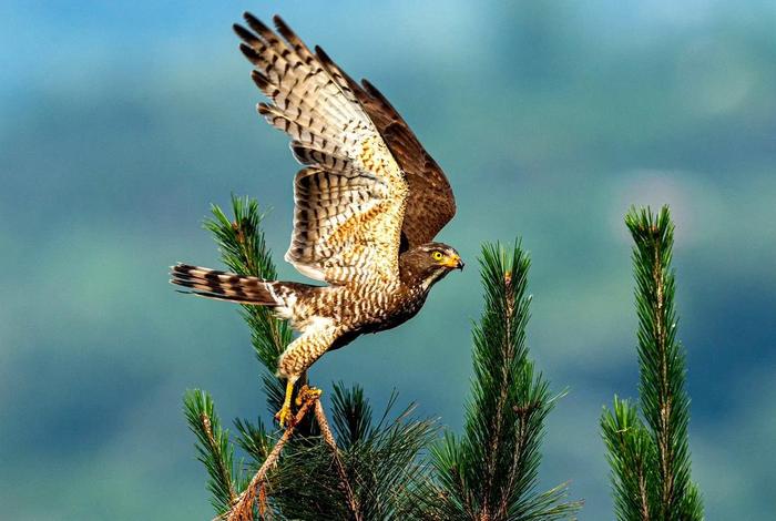 鹰的生活照片大全 - 鹰的生活特征 鹰的生活照片大全 - 鹰的生活特征