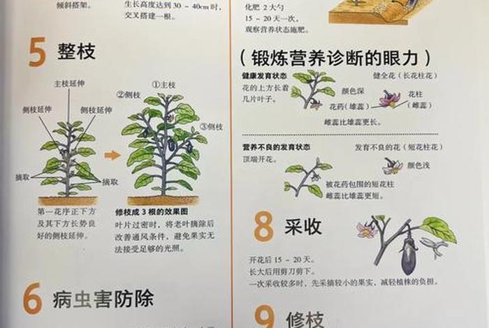 茄子生活环境是什么 - 茄子的生长地方 茄子生活环境是什么 - 茄子的生长地方