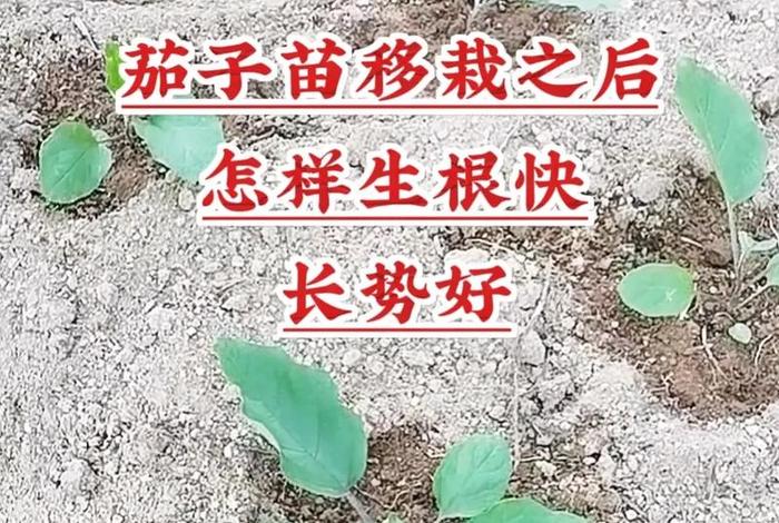 茄子生长过程图片,茄子的生长过程图片 茄子生长过程图片,茄子的生长过程图片