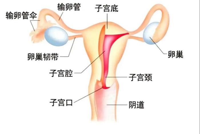 美女的生殖图片 女美女人生 美女的生殖图片 女美女人生