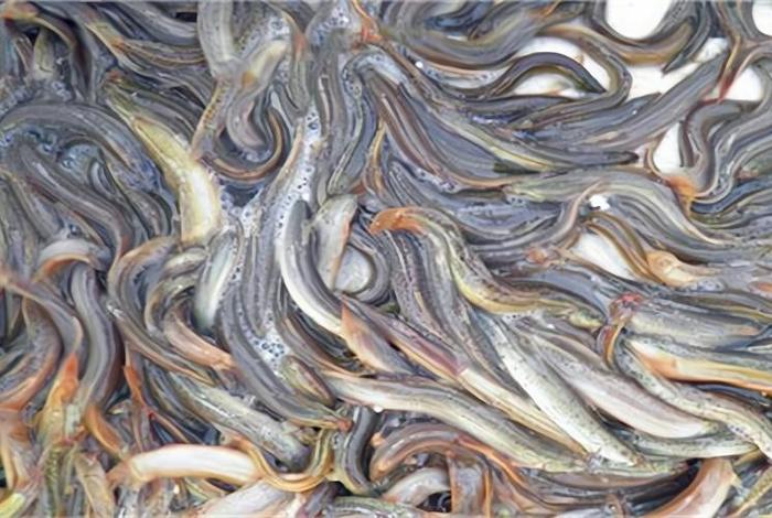 泥鳅生活习性和养殖方法,泥鳅养殖条件 新闻 泥鳅生活习性和养殖方法,泥鳅养殖条件 新闻