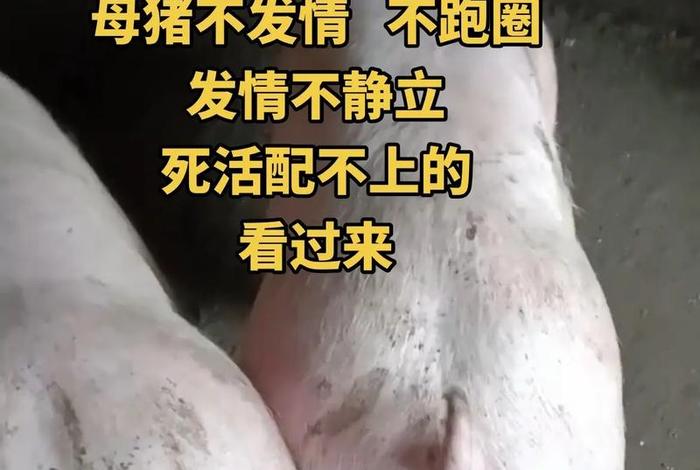 猪一样的生活经典语句,猪一样的生活搞笑图 猪一样的生活经典语句,猪一样的生活搞笑图