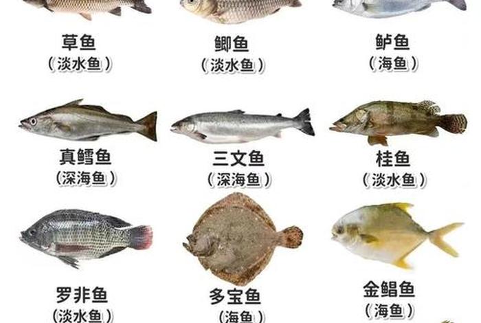 鱼的生活习性是什么(鱼的生活情况是什么样的) 鱼的生活习性是什么(鱼的生活情况是什么样的)