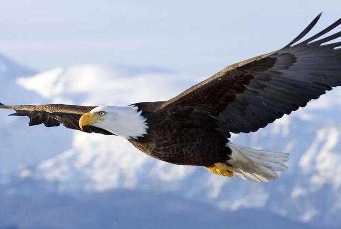 鹰的生活最自由、鹰的生活环境是什么 鹰的生活最自由、鹰的生活环境是什么