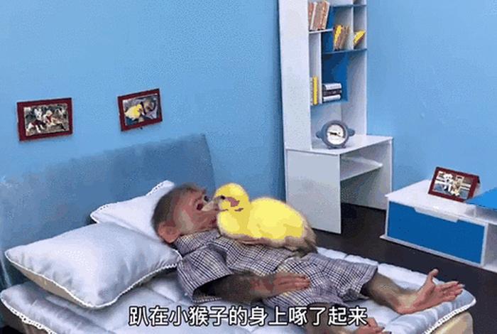 二人生猴子全程不盖被子黄(二人生猴子全程不盖被子黄色软件) 二人生猴子全程不盖被子黄(二人生猴子全程不盖被子黄色软件)