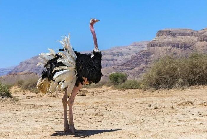 鸵鸟生活环境植物、鸵鸟鸟类特点适应生存的环境 鸵鸟生活环境植物、鸵鸟鸟类特点适应生存的环境