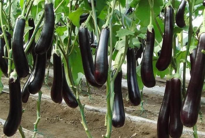 茄子生活环境和特征；茄子生活在什么环境