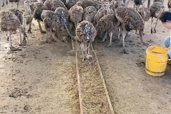 鸵鸟生活在什么地区（鸵鸟生存在什么地方）