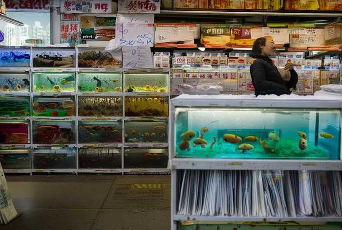 上海宠物店老板失联(上海宠物店老板失联事件) 上海宠物店老板失联(上海宠物店老板失联事件)