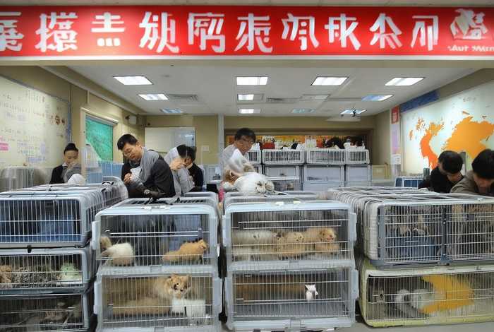 包头宠物托运公司、包头宠物托运公司哪家好 包头宠物托运公司、包头宠物托运公司哪家好