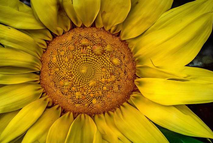 宝石宠物SUNSHINE,宝石宠物sunshine 宝石宠物SUNSHINE,宝石宠物sunshine