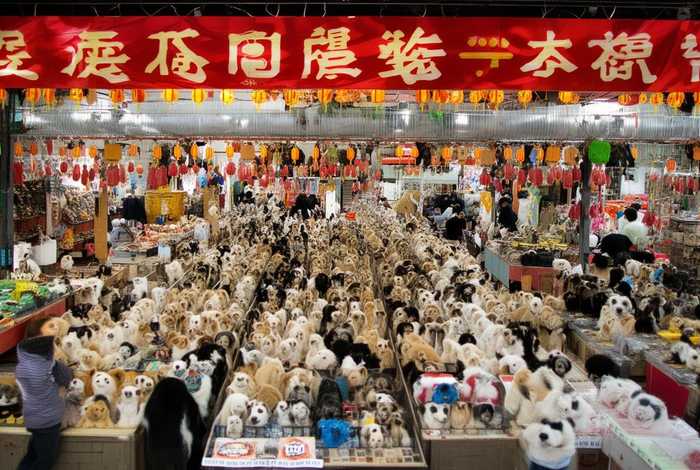 上海宠物市场零售价格，上海宠物市场零售价格查询