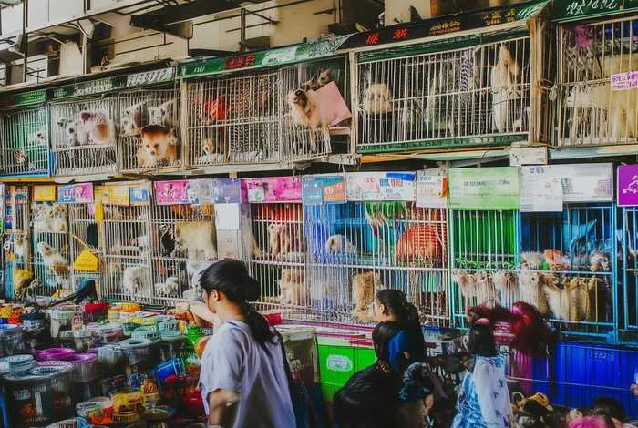 宠物交易平台文献翻译 宠物交易平台有哪些？