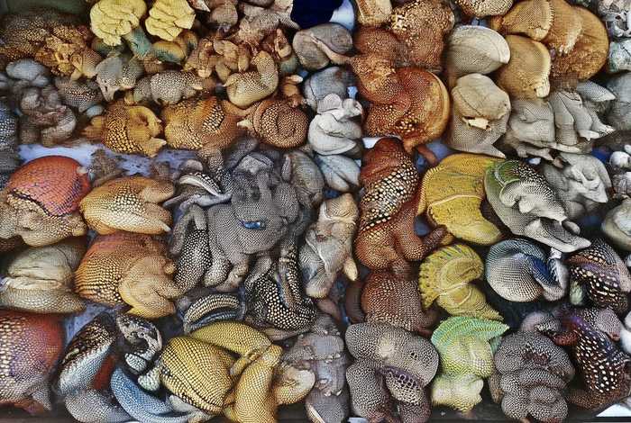 天津爬行类宠物市场、天津爬行类宠物市场地址