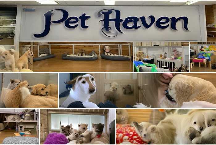 宠物不想养了能送去哪,宠物不想养了能送去哪里 宠物不想养了能送去哪,宠物不想养了能送去哪里