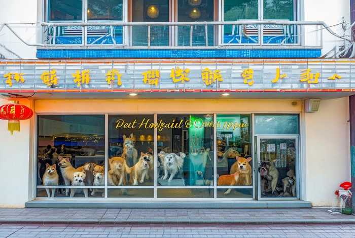 上海宠物医院青浦区,上海宠物医院青浦区有几家 上海宠物医院青浦区,上海宠物医院青浦区有几家
