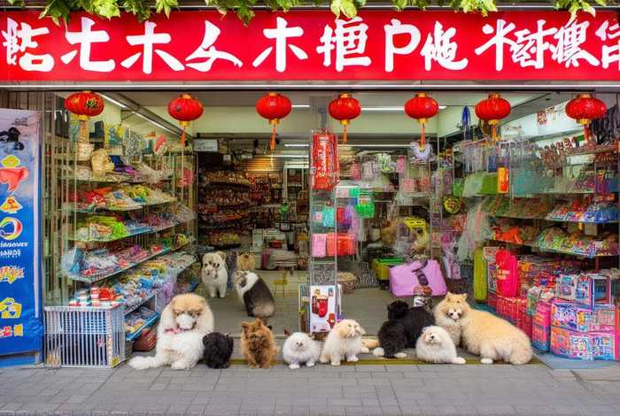 上海宠物店,上海宠物店加盿 上海宠物店,上海宠物店加盿