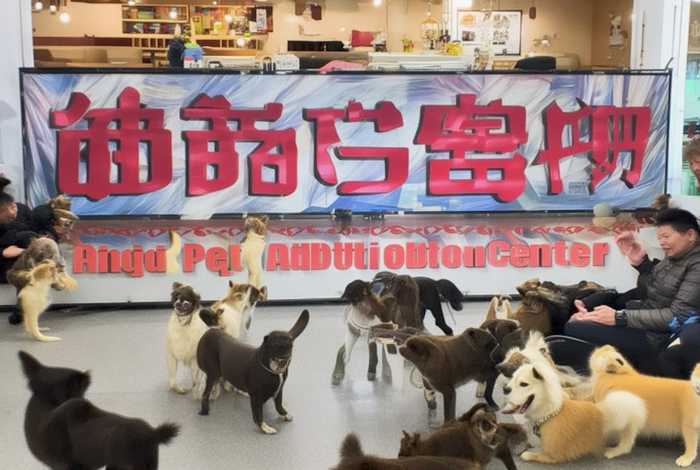 安庆市宠物领养中心;安庆市宠物领养中心地址 安庆市宠物领养中心;安庆市宠物领养中心地址