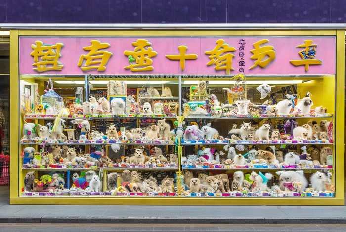 上海宠物加盟店哪个品牌比较好(上海宠物加盟店哪个品牌比较好一点) 上海宠物加盟店哪个品牌比较好(上海宠物加盟店哪个品牌比较好一点)